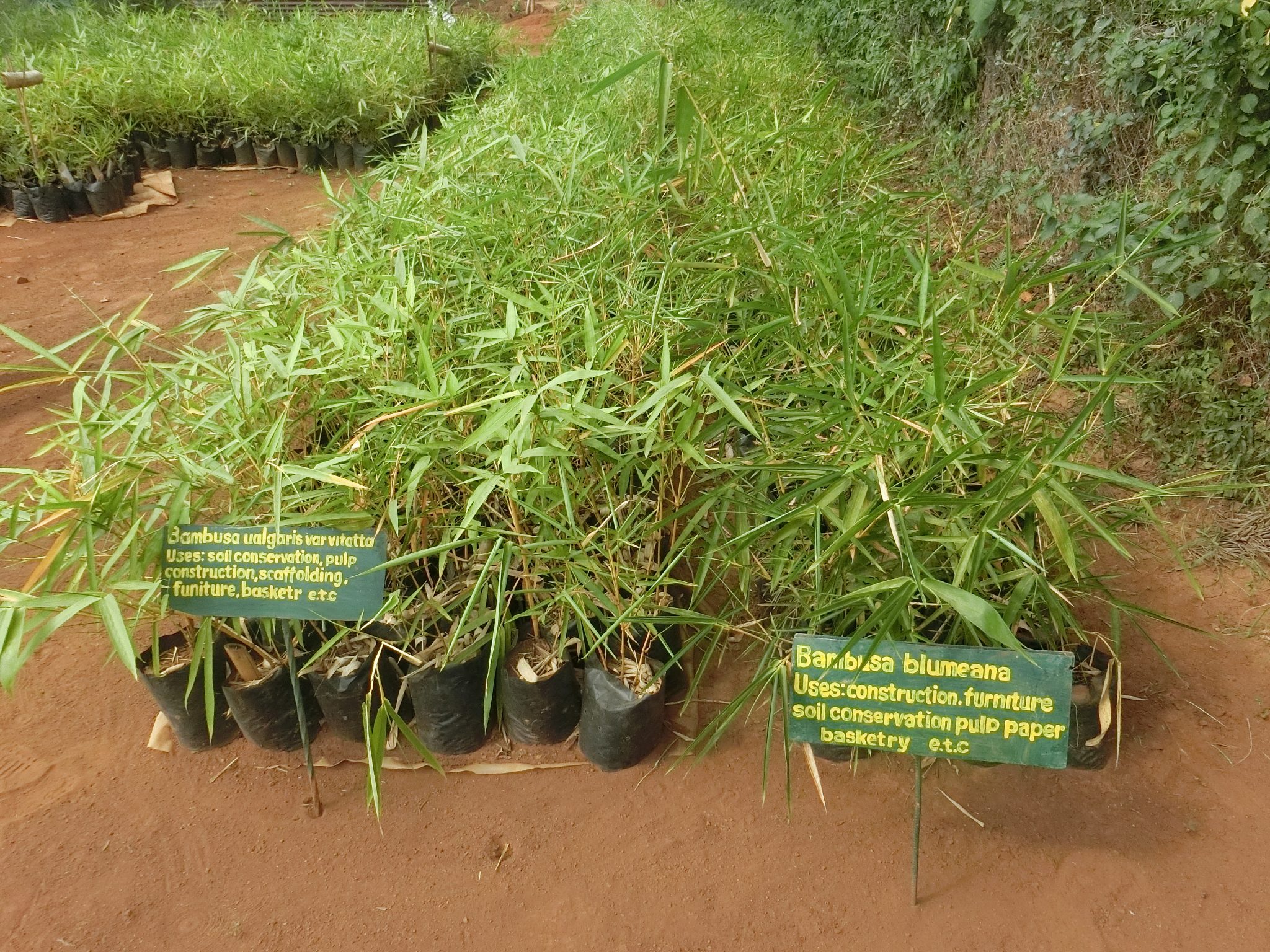 A Bamboo Nursery At Nyabera Farm