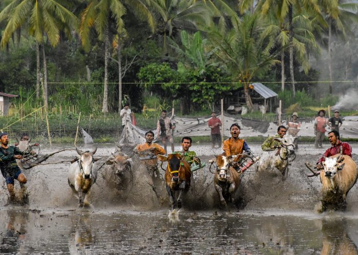 2. Muhammad Syarif. S_ Bamboo in Cow Race - Muhammad Syarif. S